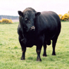 Aberdeen Angus